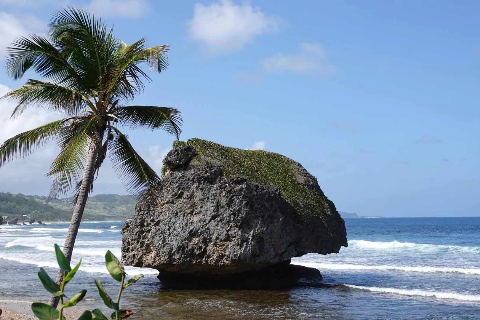A view of a palm tree and a rock at Bathsheba Beach.