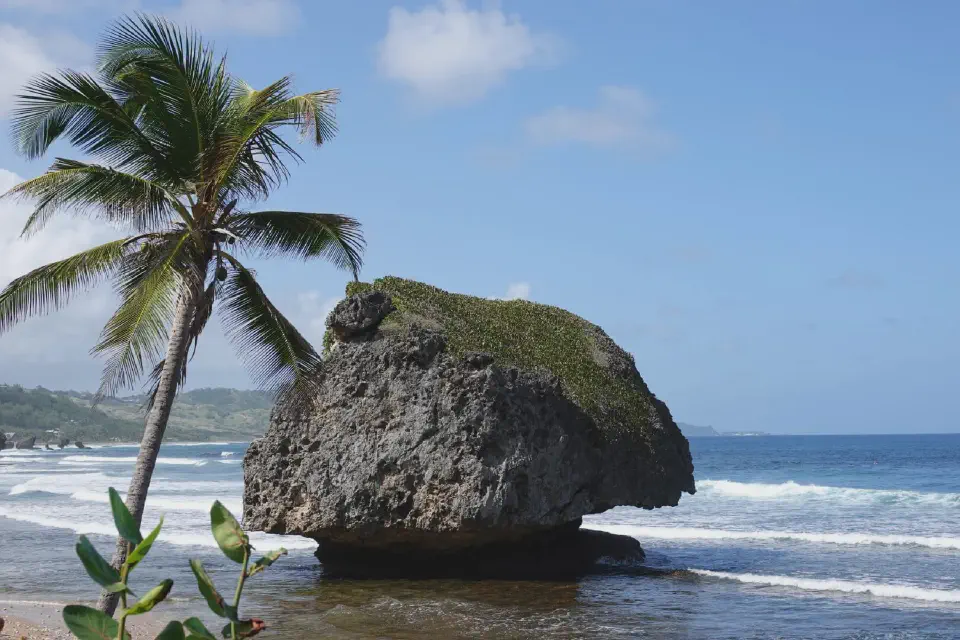 A view of a palm tree and a rock at Bathsheba Beach.
