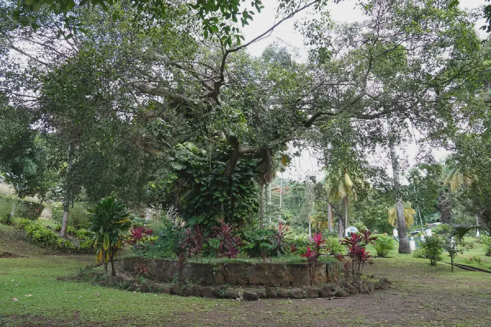 A view of trees and plants in the Botanical Garden.