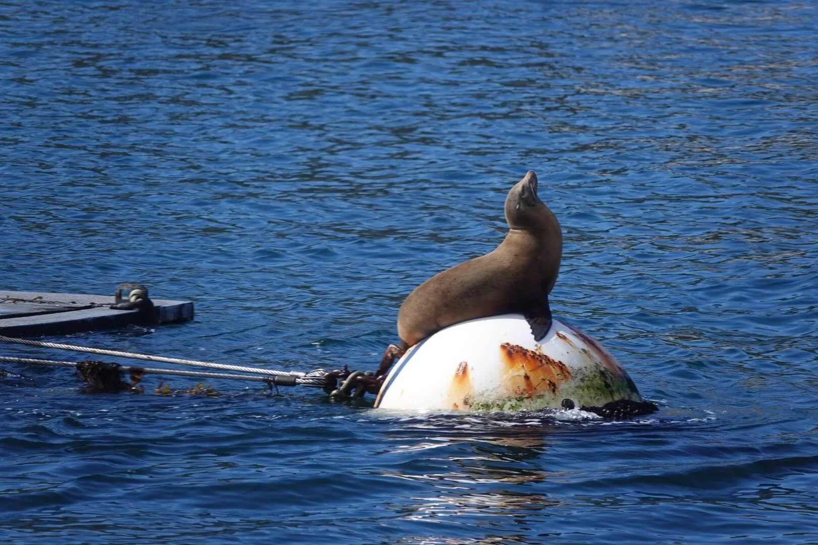 A sea lion in the harbor of San Diego.