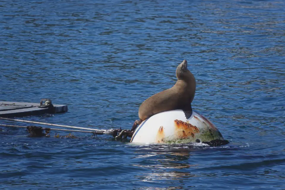 A sea lion in the harbor of San Diego.