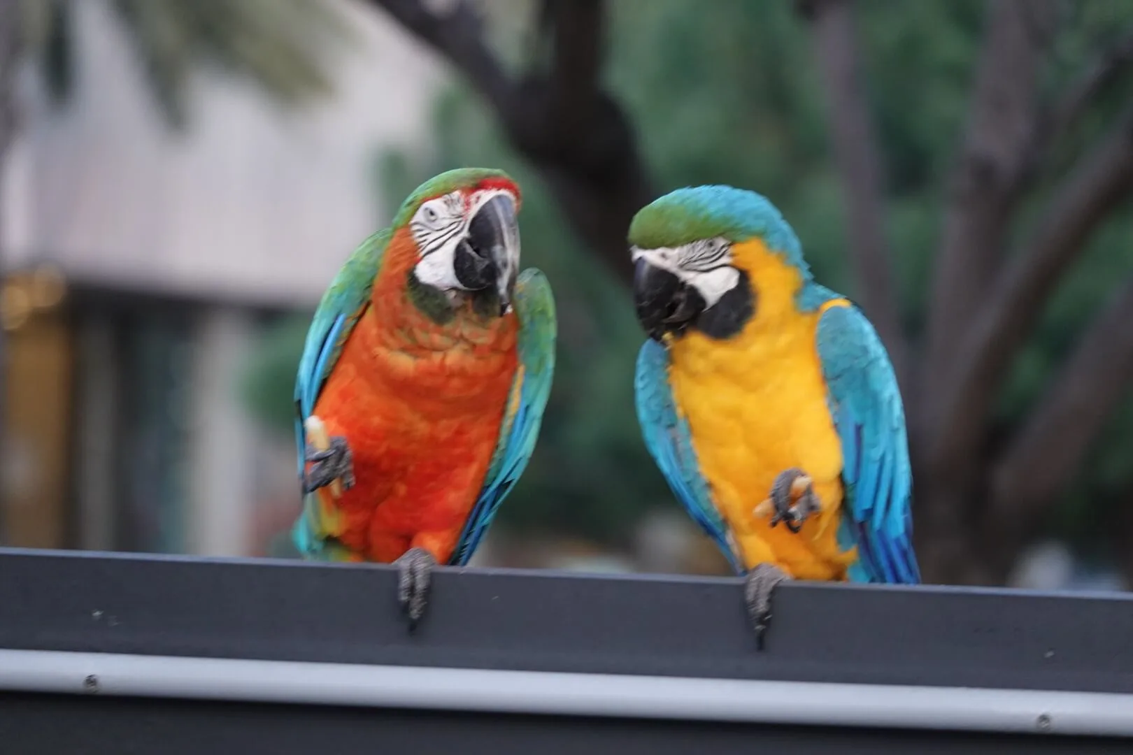 Parrots at the pier in San Diego.
