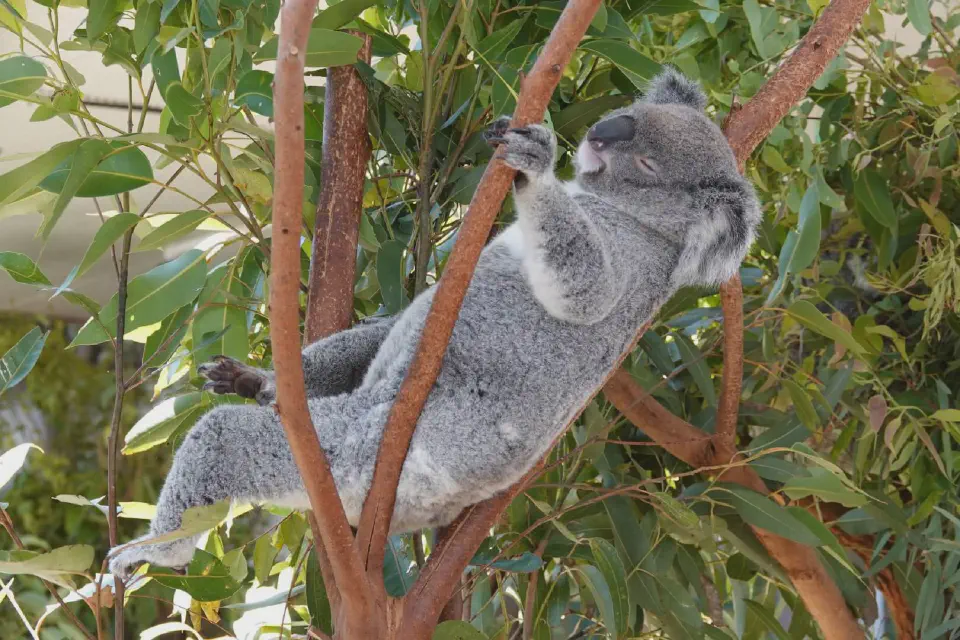 A koala enjoying its favorite activity - sleeping and dozing.