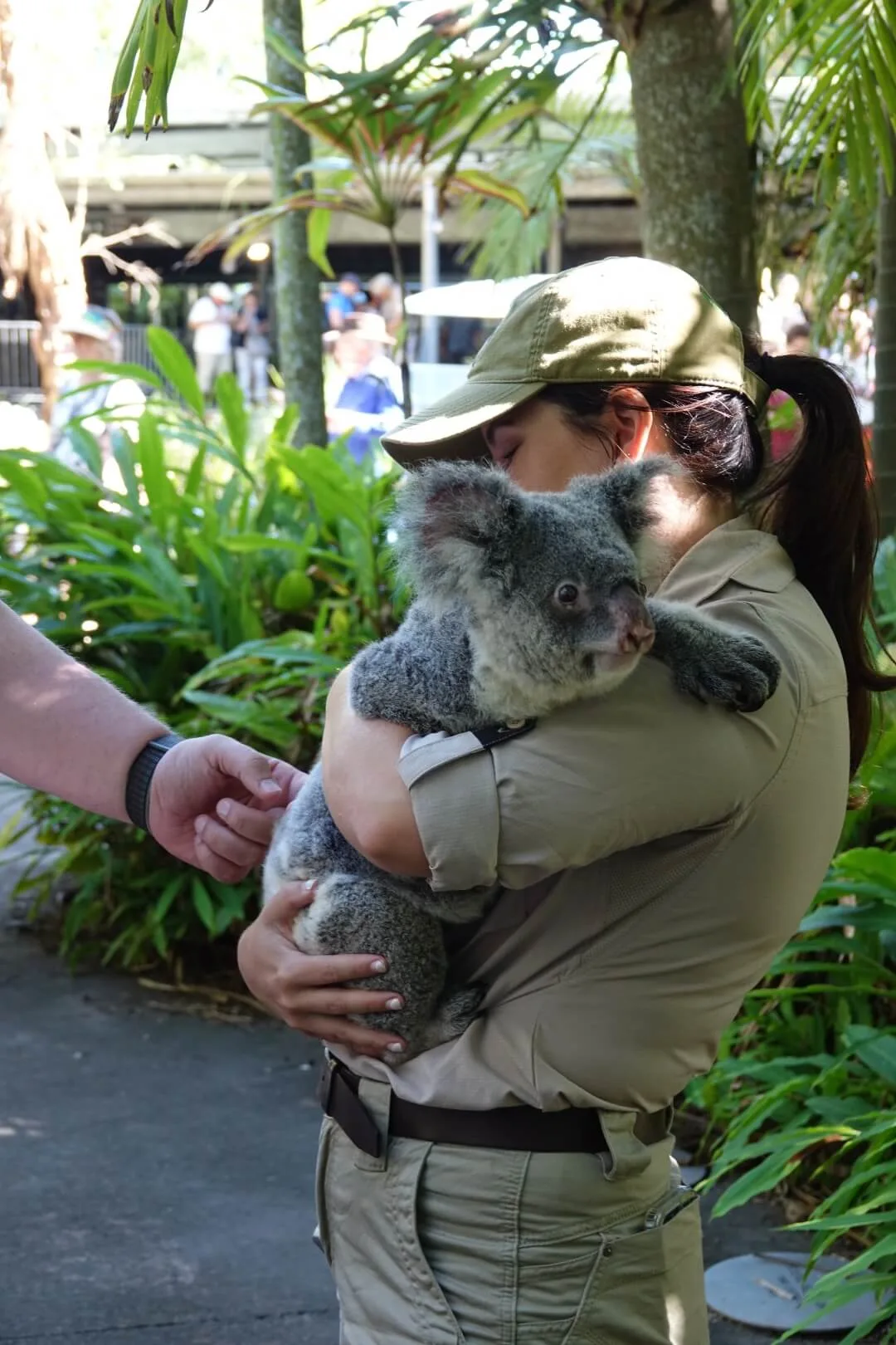 Here I was allowed to gently pet a koala - warm and soft to the touch.