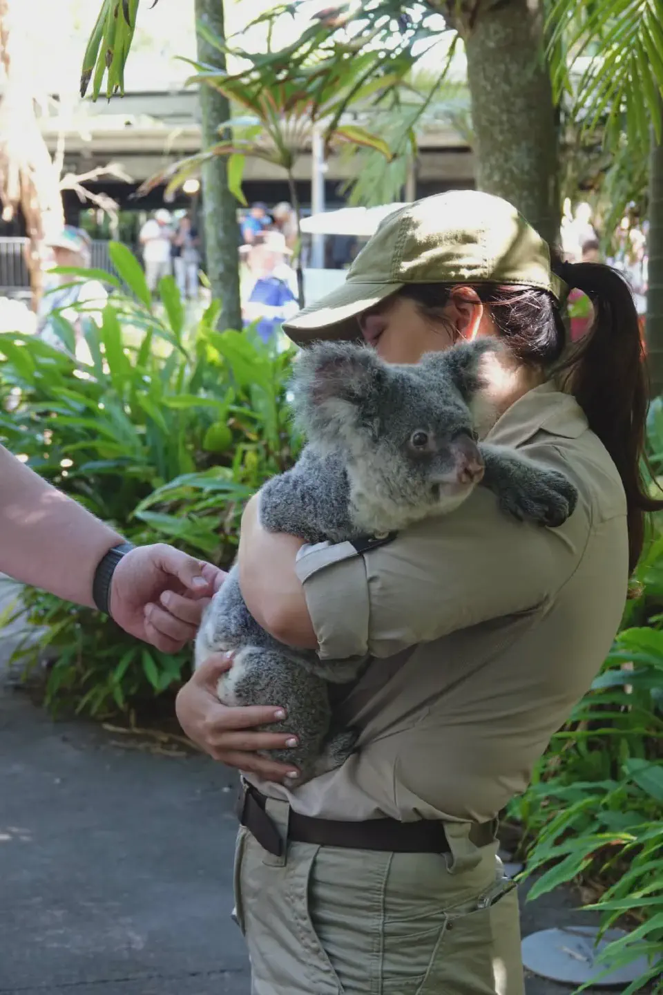 Here I was allowed to gently pet a koala - warm and soft to the touch.