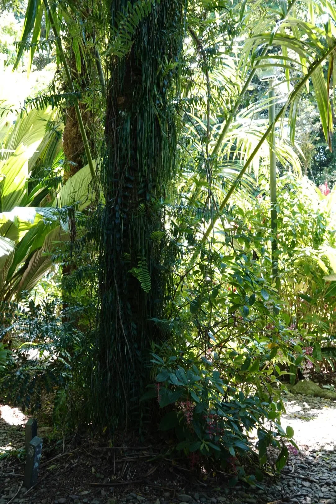 A tree inside the Cairns Botanic Gardens.