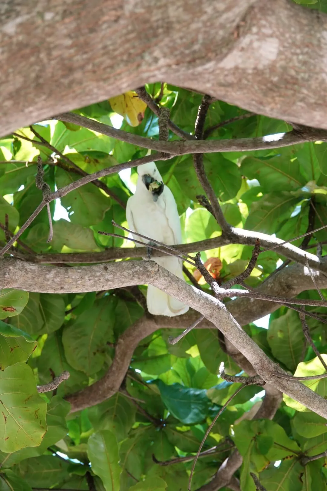 A wild cockatoo perched in a tree.