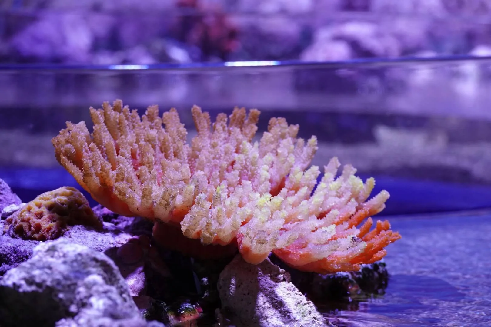 A coral on display inside the Cairns Aquarium.