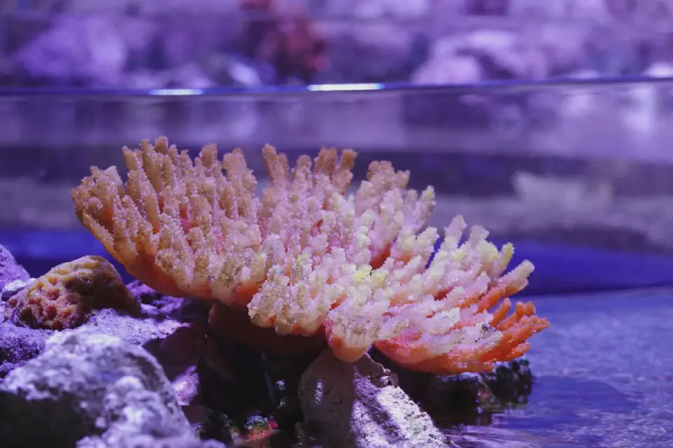 A coral on display inside the Cairns Aquarium.