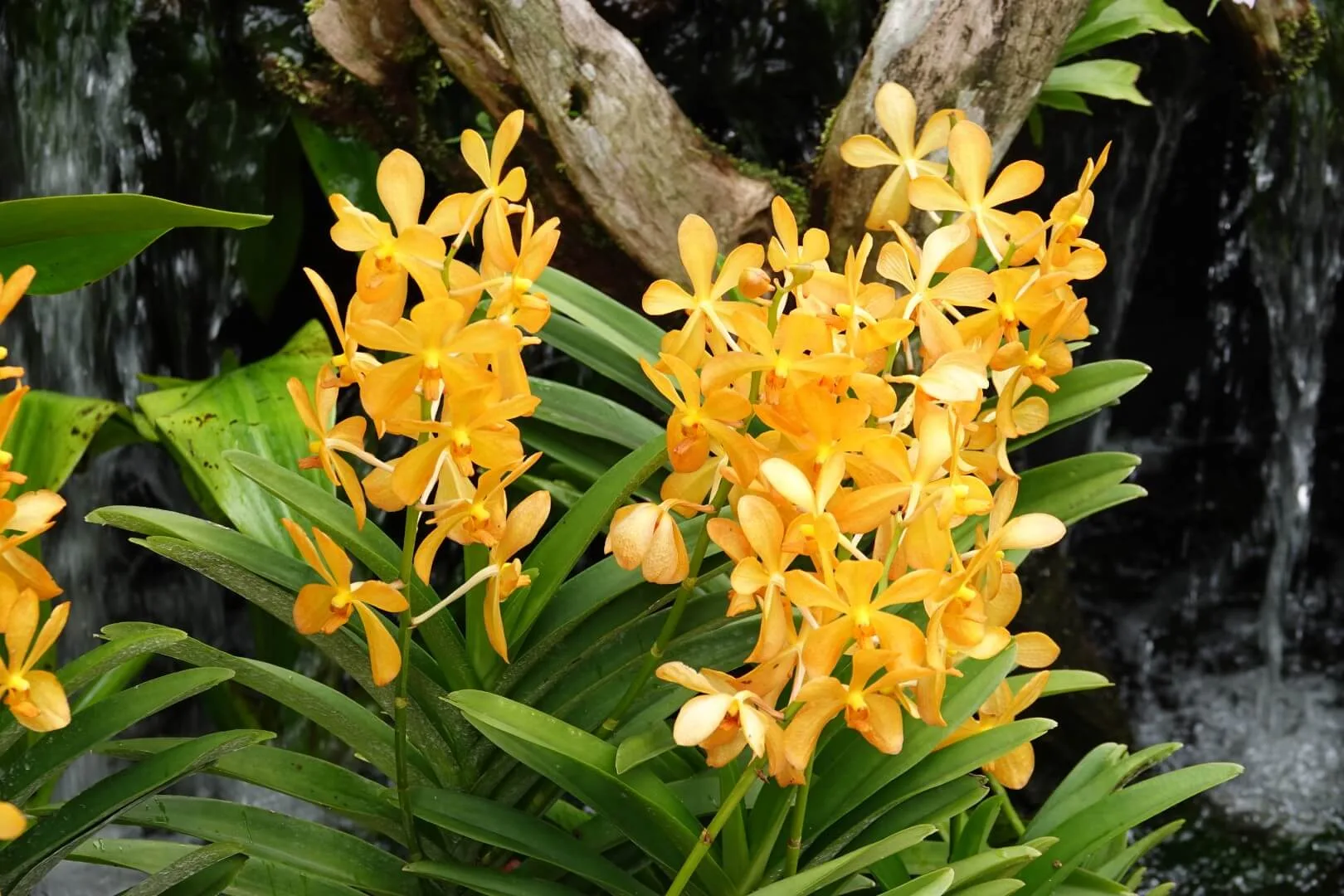 Beautiful plants could be seen everywhere.