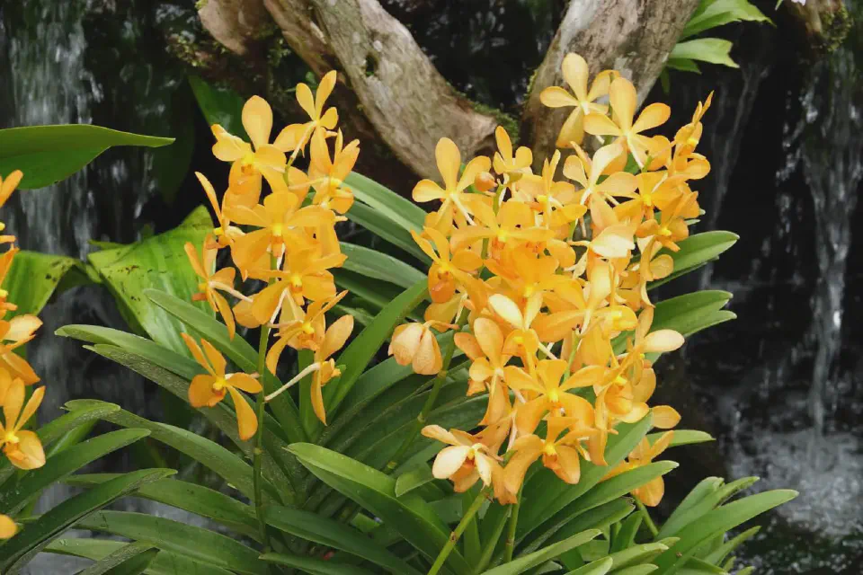 Beautiful plants could be seen everywhere.