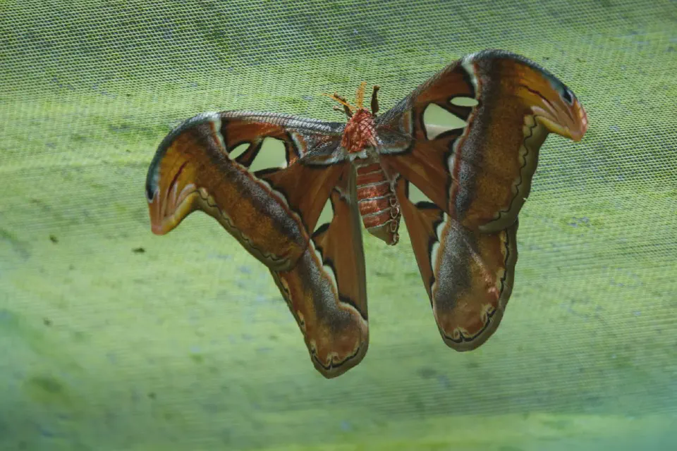 A butterfly with delicate holes in its wings.