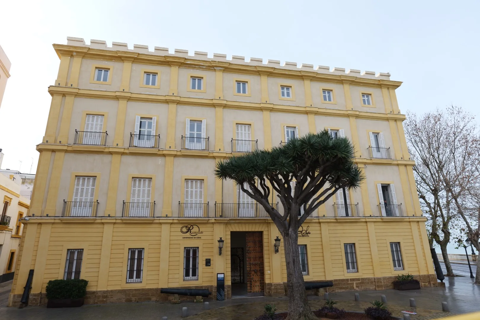 University of Cádiz - a historic building in the heart of the city, framed by old cannons and a striking tree.