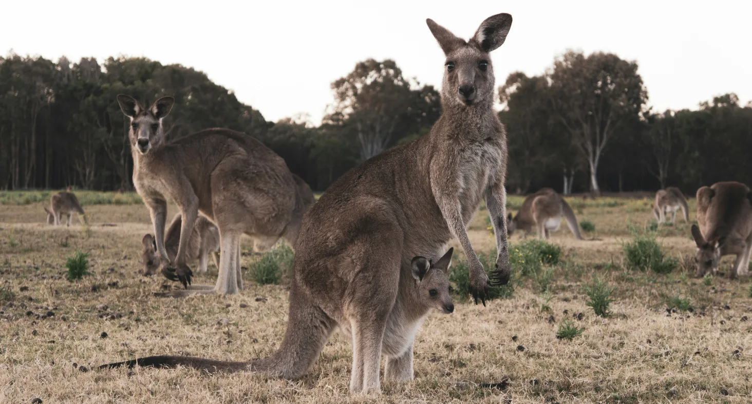 Kangaroo Island, Australia